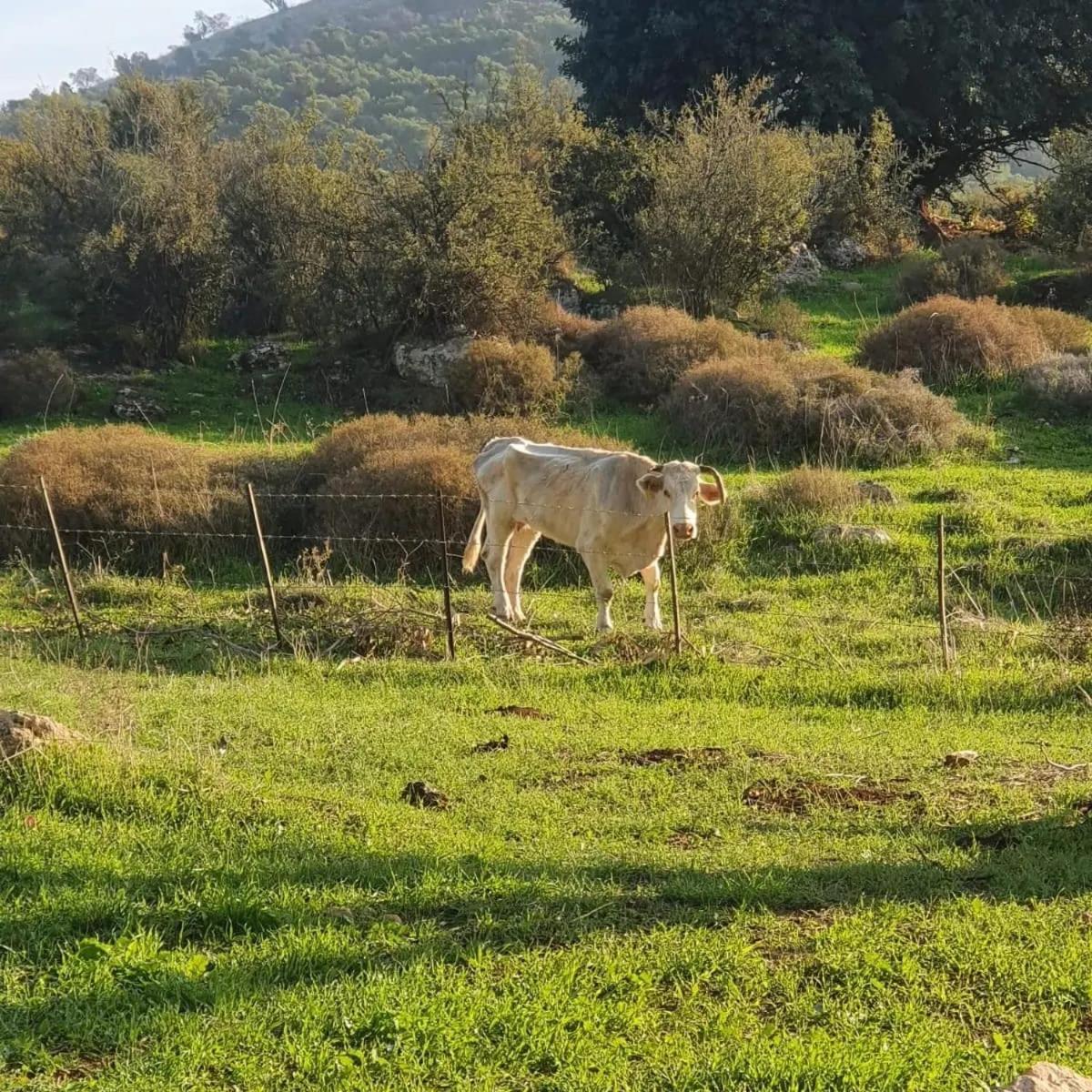 זריחה למרגלות הגלבוע Villa Nurit Екстериор снимка